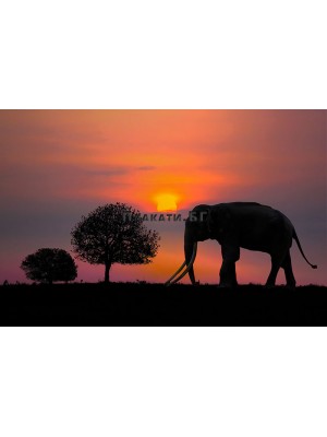 Africa Sunset