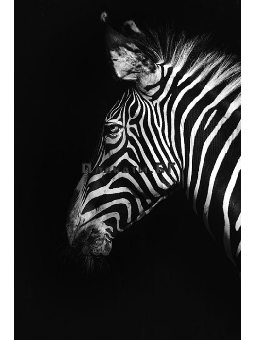 Zebra poster