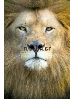 African Lion