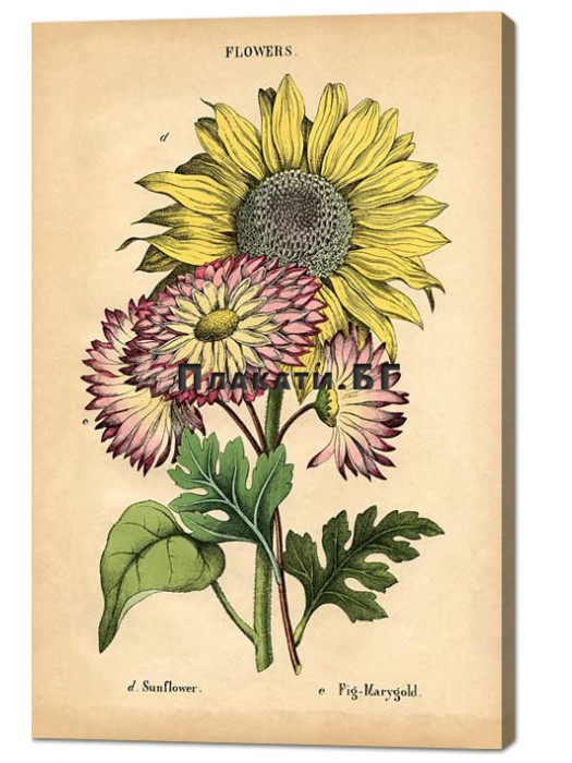 Flowers - vintage graphic (canvas print)