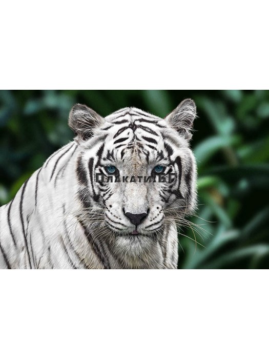 White Tiger poster