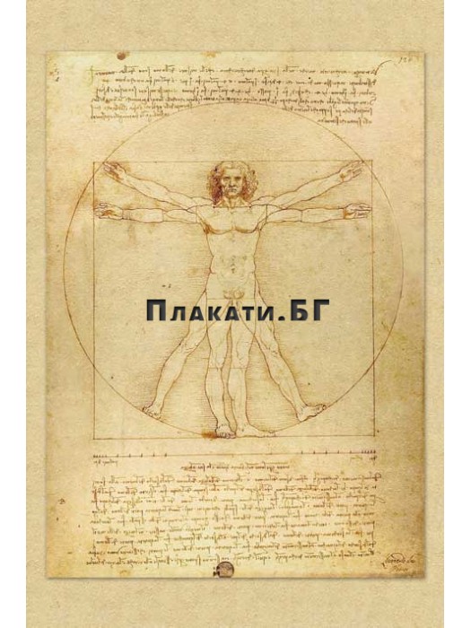 Леонардо Да Винчи - Ветрувианския Човек арт плакат (постер)