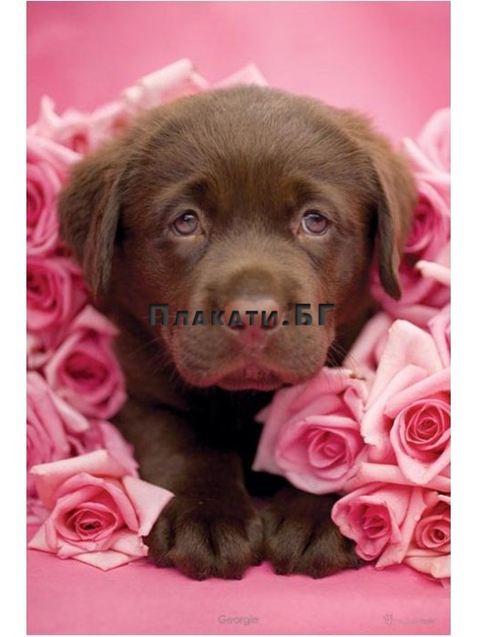 Rachael Hale (Georgie-Pink) - photo-art poster