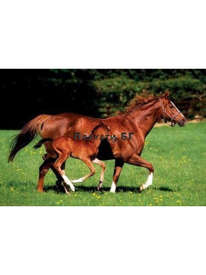 Mare and Foal