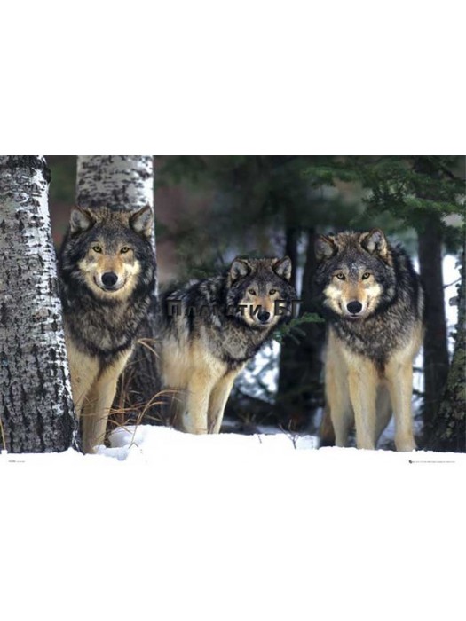 Wolves poster