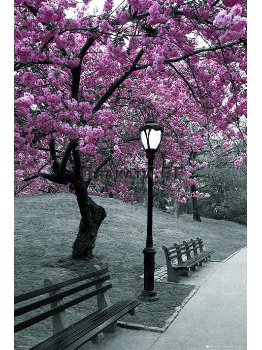 NY - Central Park Tree Blossom poster