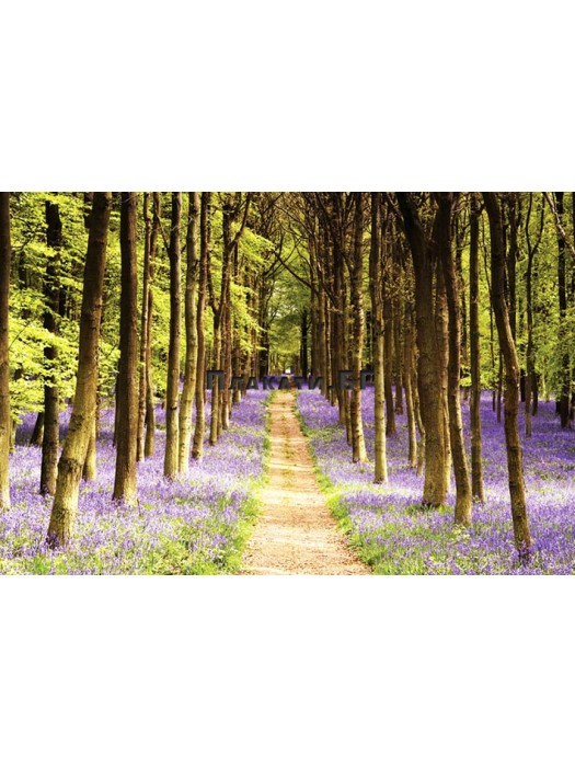 Woodland Path Poster