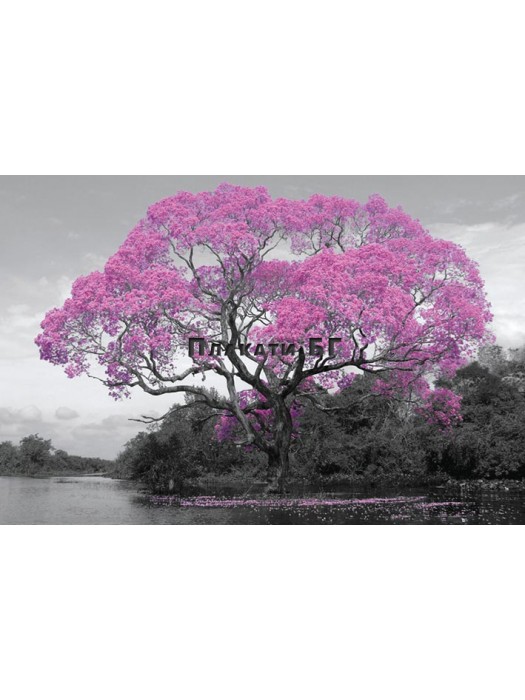 Tree Blossom poster