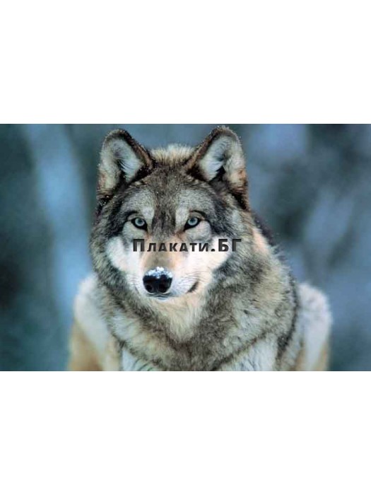 Grey Wolf poster