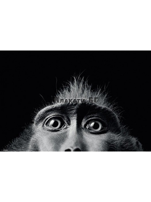 Tim Flach (Monkey Eyes) - Black & White Photo Art Poster