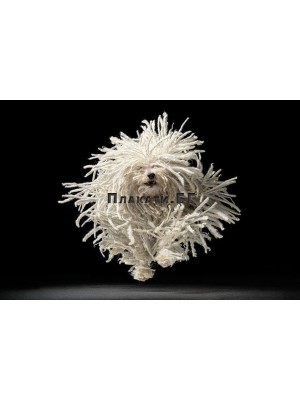 Tim Flach (Flying Mop)