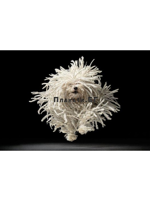 Tim Flach (Flying Mop) - photo art poster