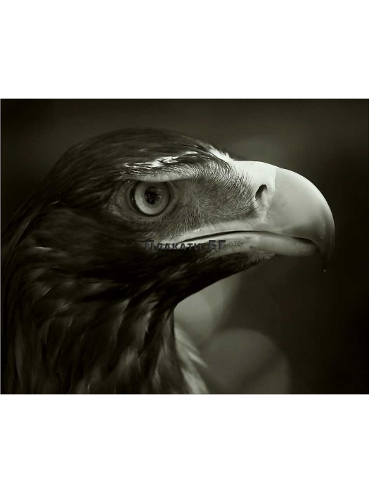 EAGLE - photo poster 40x50cm
