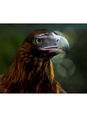 MIGHTY EAGLE - 40x50cm