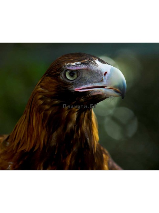 MIGHTY EAGLE - photo poster 40x50cm