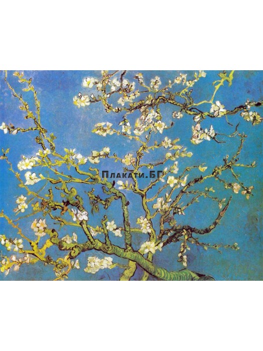 Vincent van Gogh - Almond Blossoms - art poster 40х50см